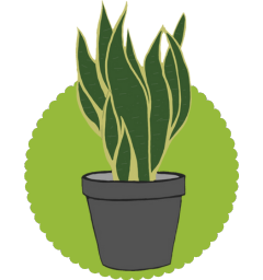 Air Purifying Plants