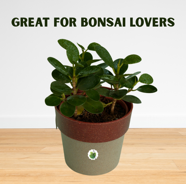 Ficus microcarpa - Image 6