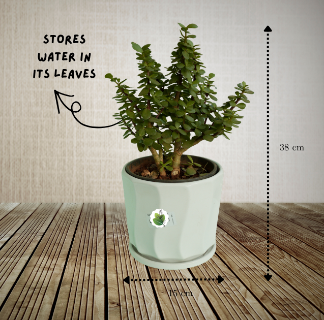 Jade plant - Image 5