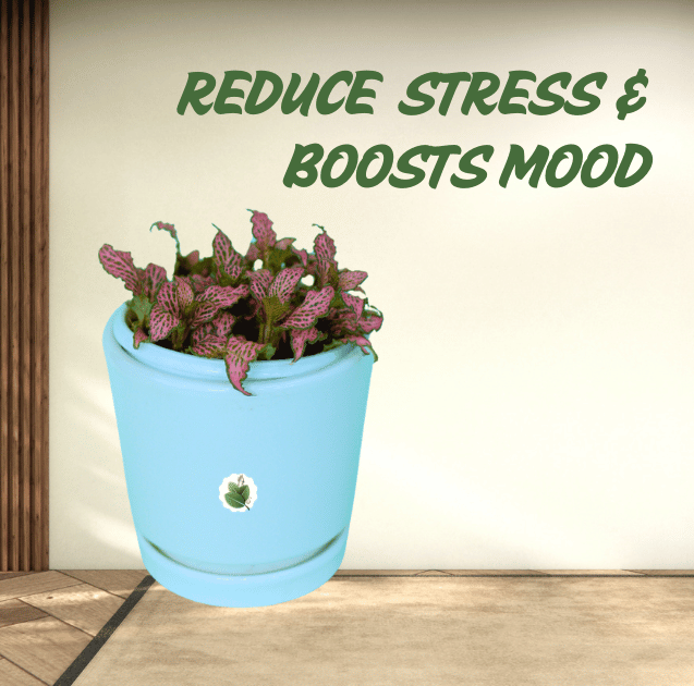 FITTONIA FRANKIE - Image 5