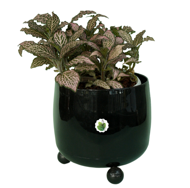 FITTONIA FRANKIE