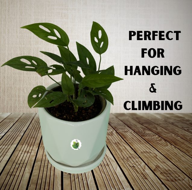 Monstera adansonii - Image 3