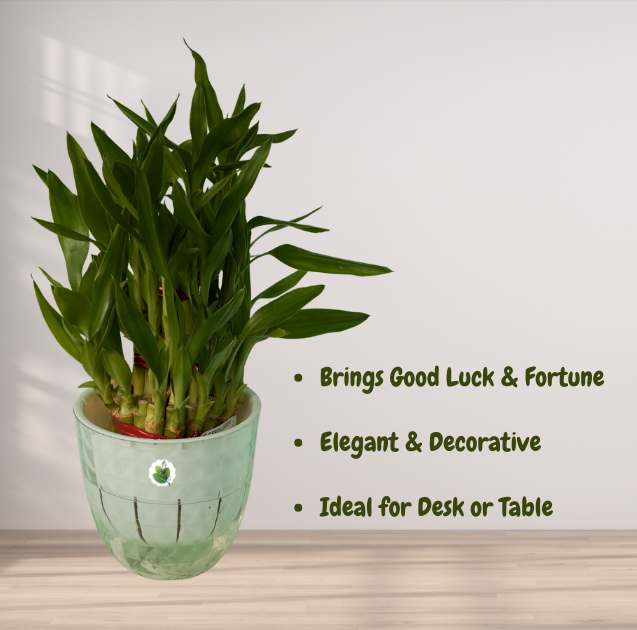 Lucky Bamboo Plant - Image 2
