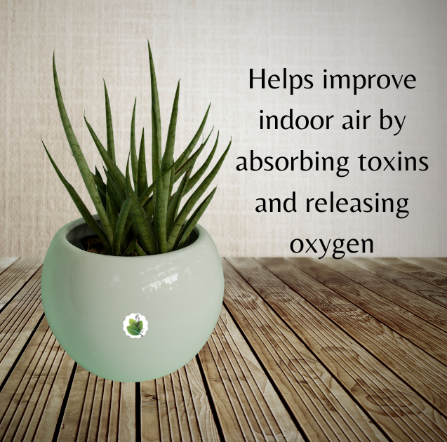 Sansevieria Silver Mikado