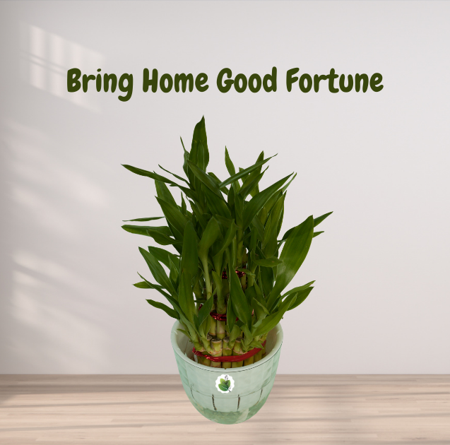 Lucky Bamboo Plant
