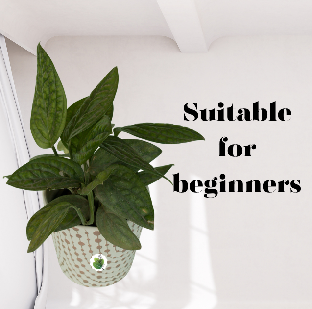 Monstera Peru - Image 3