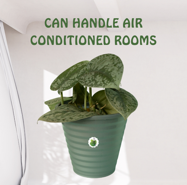 Scindapsus pictus - Image 3