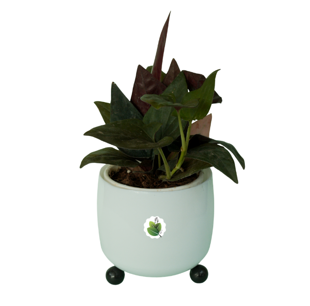 Syngonium erythrophyllum