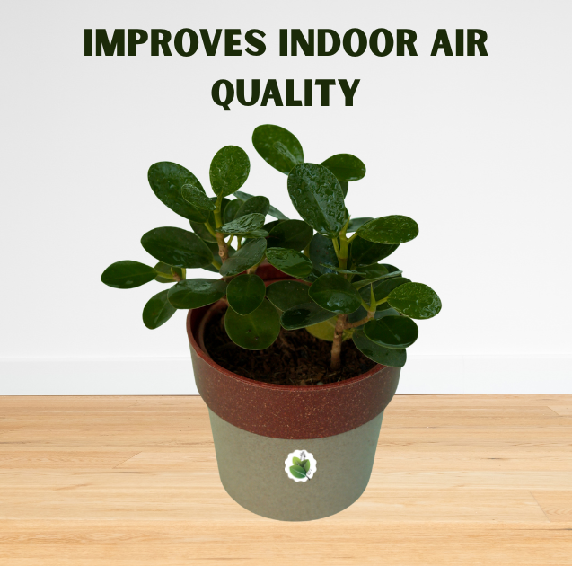 Ficus microcarpa - Image 8