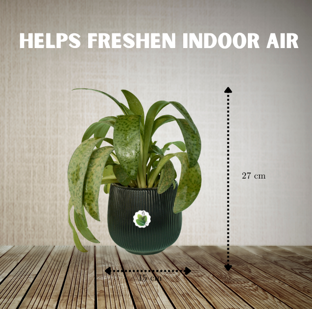 Silver squil - Image 3