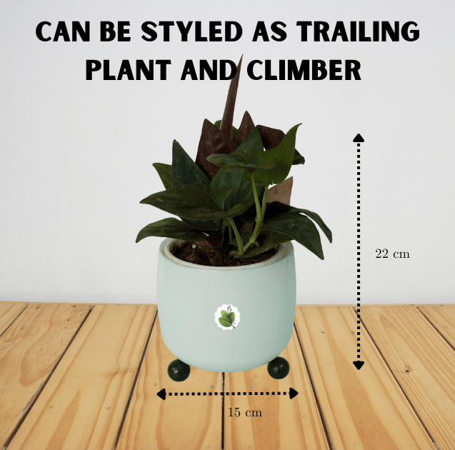 Syngonium erythrophyllum - Image 3