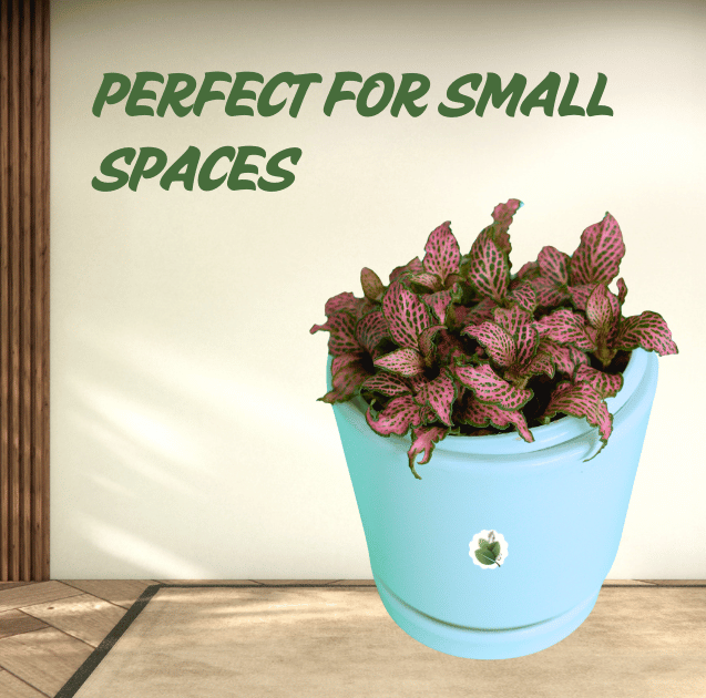 FITTONIA FRANKIE - Image 3