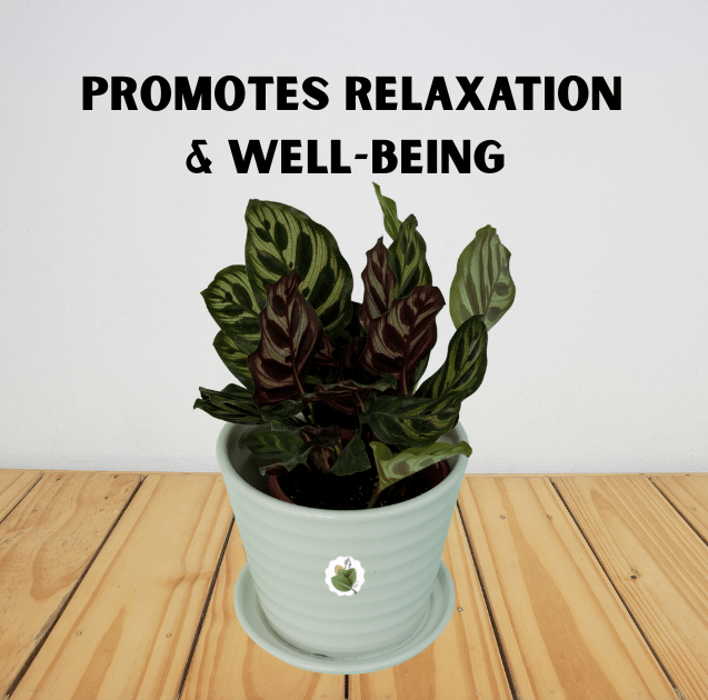 Calathea makoyana - Image 3