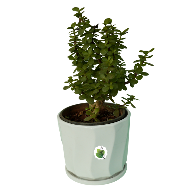 Jade plant