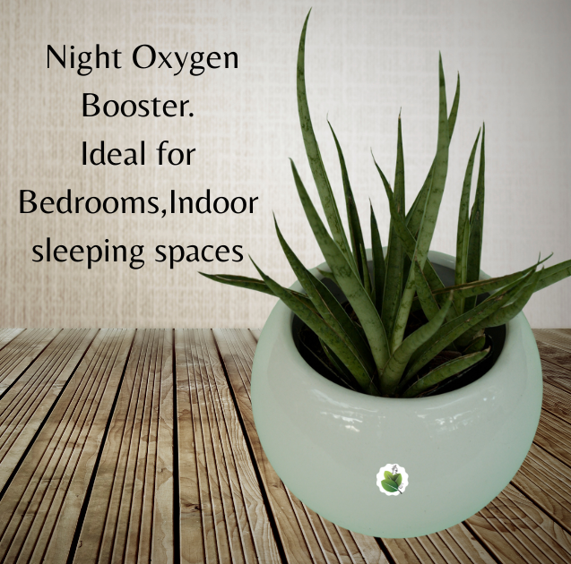 Sansevieria Silver Mikado - Image 6