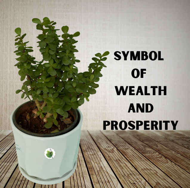 Jade plant - Image 3