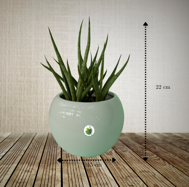 Sansevieria Silver Mikado - Image 8