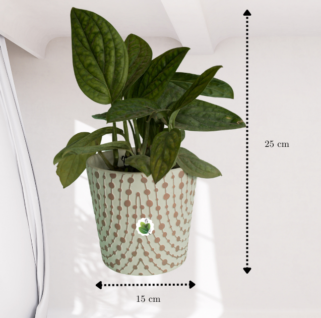 Monstera Peru - Image 5