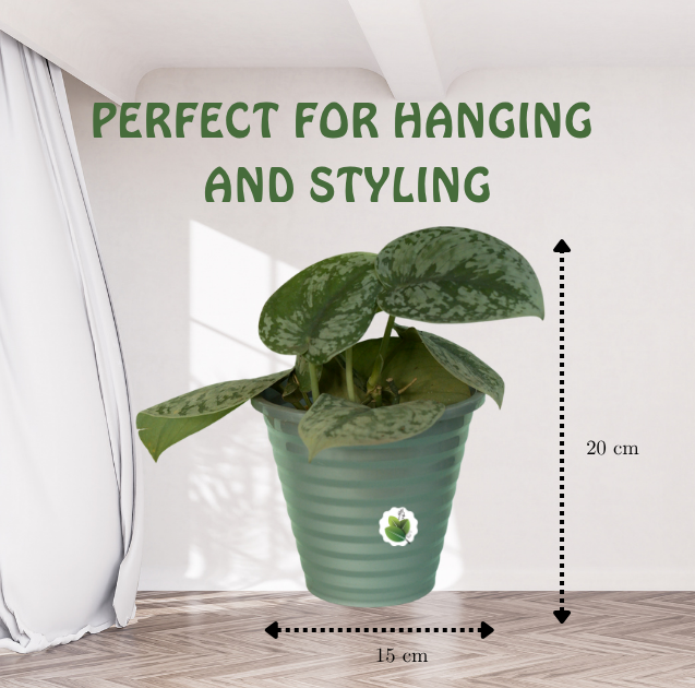 Scindapsus pictus - Image 5