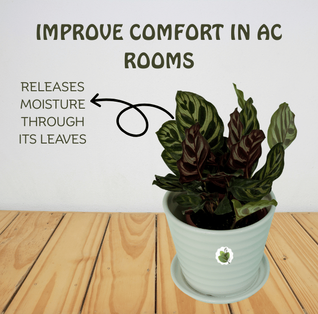 Calathea makoyana - Image 5