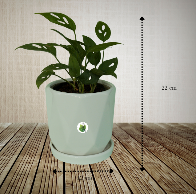 Monstera adansonii - Image 5