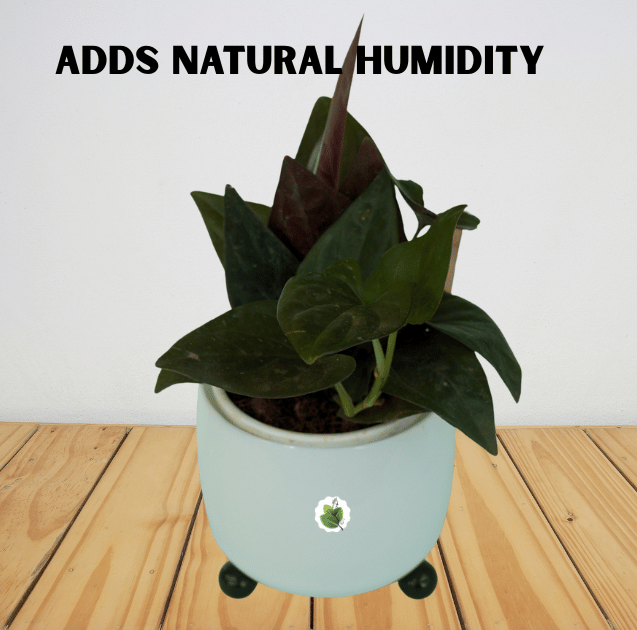 Syngonium erythrophyllum - Image 5