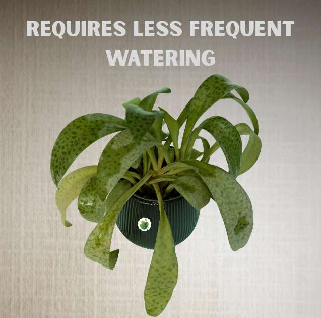 Silver squil - Image 5