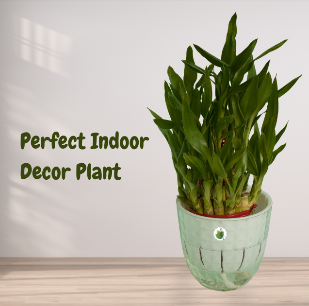 Lucky Bamboo Plant - Image 3