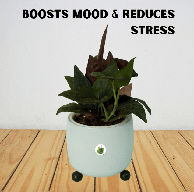 Syngonium erythrophyllum