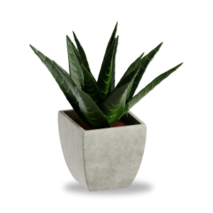 Indoor Plant Styling