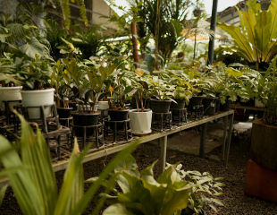 Plant Gallery